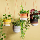 Premium Quality Mojave Glaze Green Hanging Planter