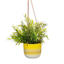 Premium Quality Mojave Glaze Green Hanging Planter